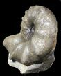 Unusual, Triassic Ammonite (Ceratites) - Germany #62906-1